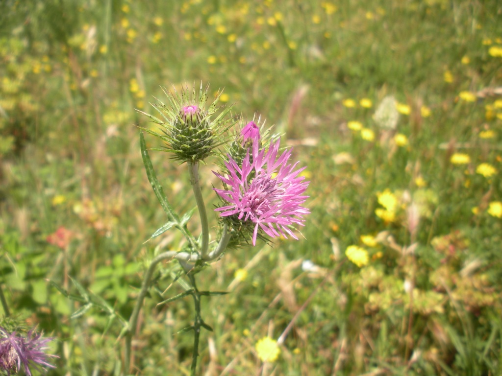 Galactites tomentosus / Scarlina